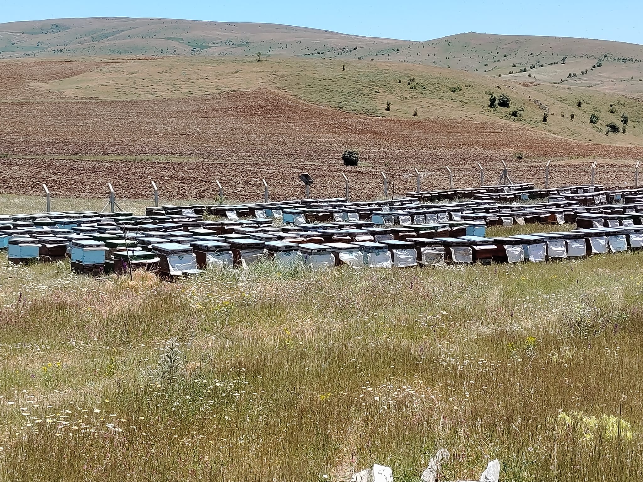 Sivas'ta Protokolden Ozmuş Köyü Arıcılık İşletmesine Ziyaret