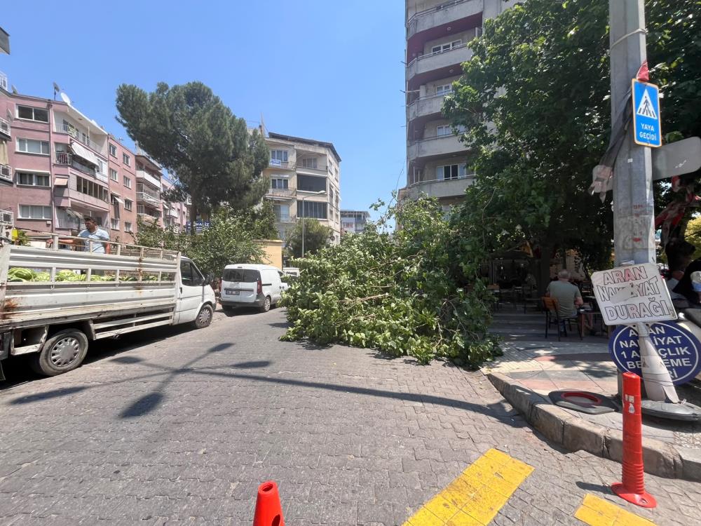 Aydın Efeler'de Yarım Asırlık Ağaç Devrildi: 2 Araç Hasar Gördü