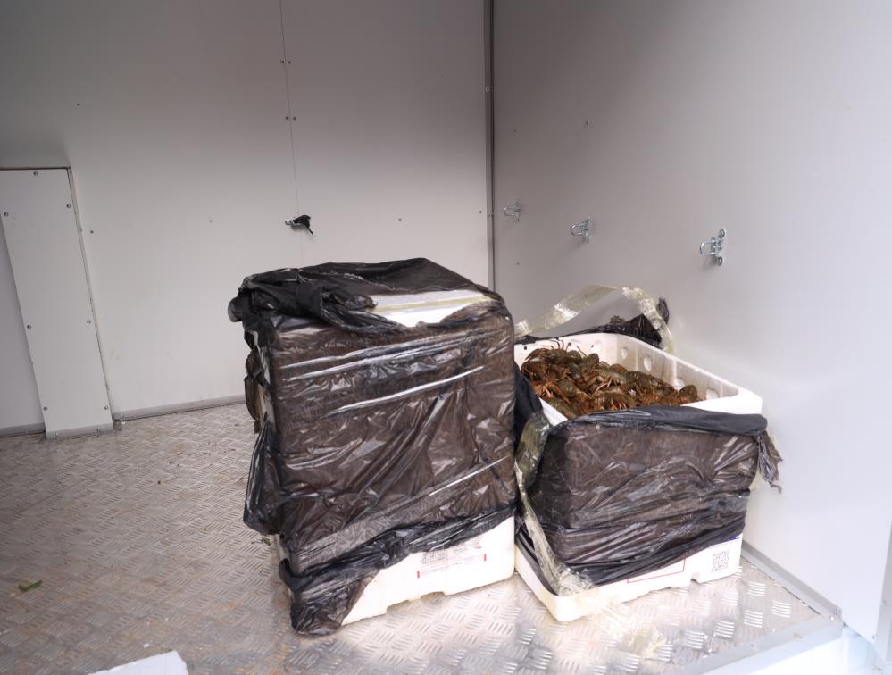 Antalya Otogarında Skandal: 90 Kilo Canlı Kerevit Ele Geçirildi