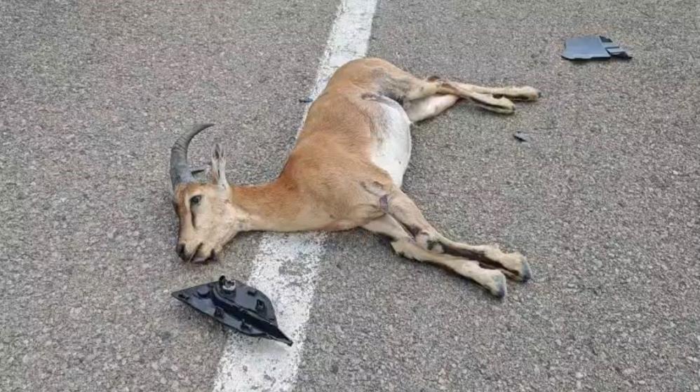Malatya'da Yola Fırlayan Yaban Keçisi Telef Oldu!